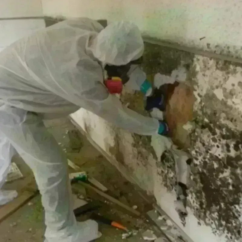 Mold Remediation and Removal in Berkeley County, WV